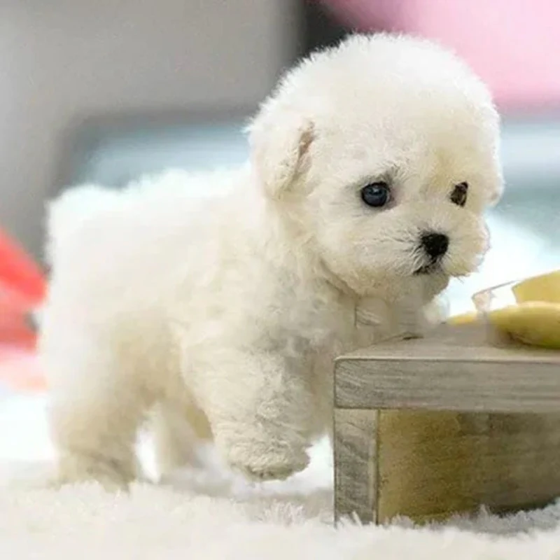 Miniature 2